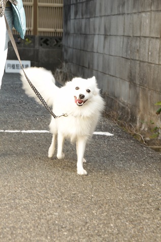 日本スピッツのピコちゃんの散歩中の写真